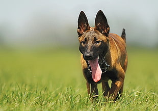 tan and black Belgian Malinois running on the green grass field during daytime HD wallpaper