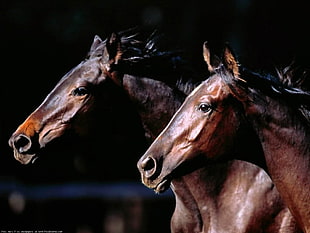 two brown horses, horse, animals