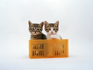 two brown tabby kitten on yellow plastic crte