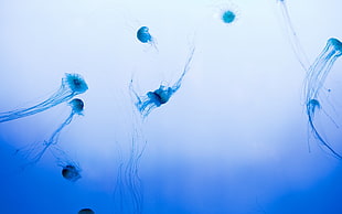 jelly fish digital wallpaper