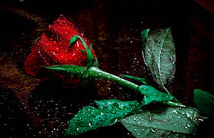 red rose, flowers, rose HD wallpaper