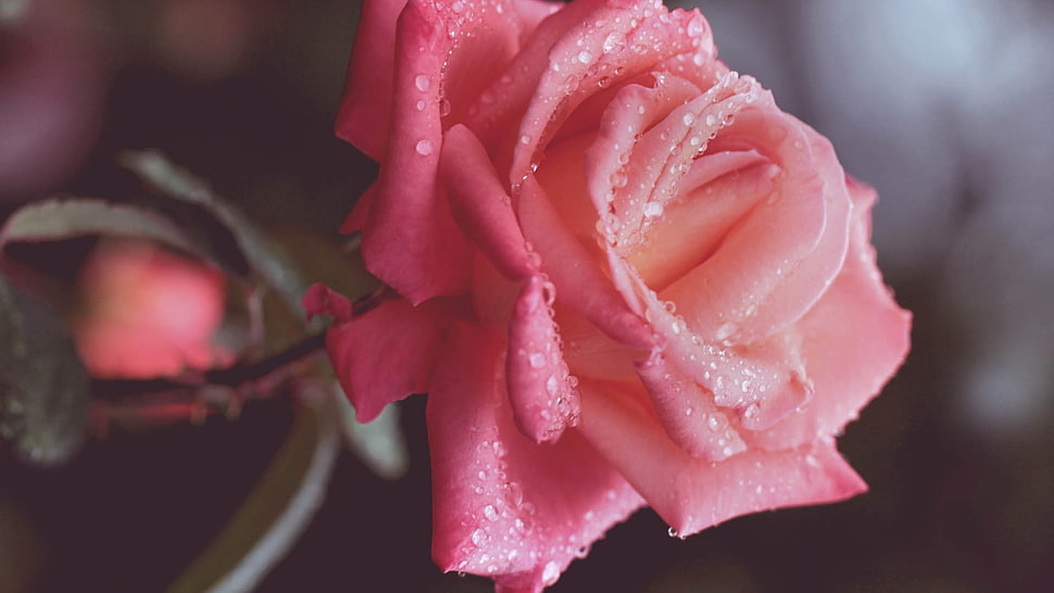 closeup photography of pink rose HD wallpaper