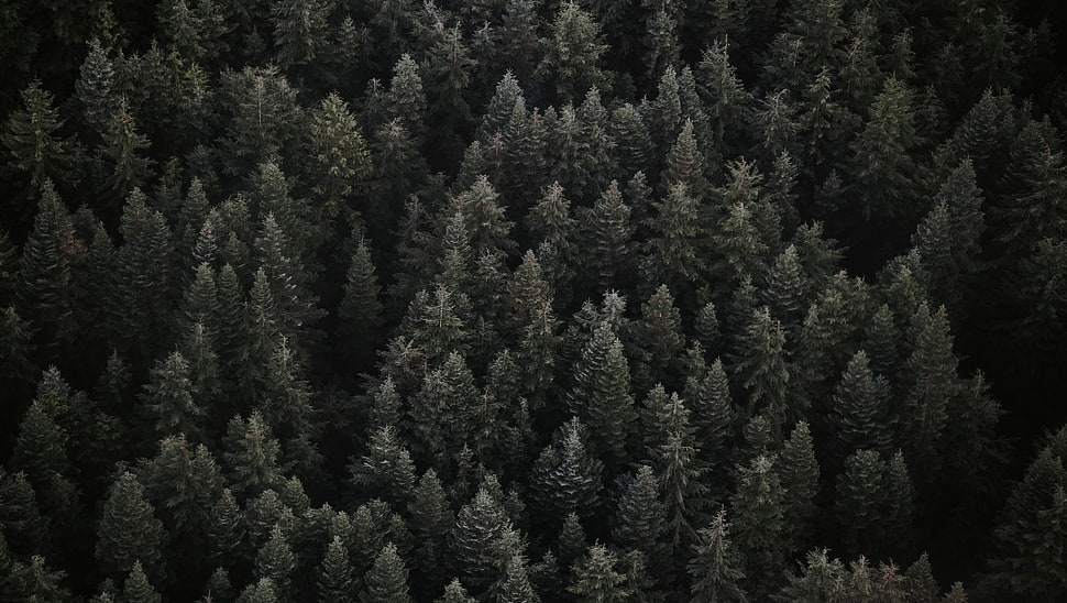 green tree lot, Trees, Top view, Forest HD wallpaper