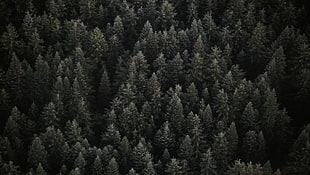 green tree lot, Trees, Top view, Forest