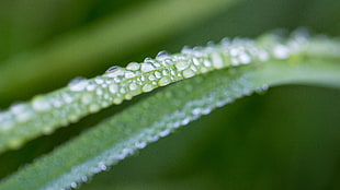 selective focus photo of plant with dew drops HD wallpaper