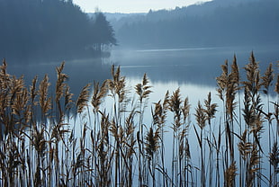brown grass on body of water HD wallpaper