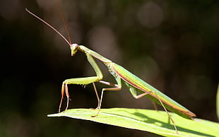 green Praying Mantis in closeup photography