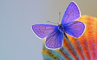 Common Blue butterfly HD wallpaper