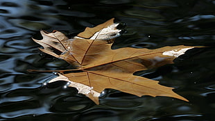 brown maple leaf on body of wate HD wallpaper