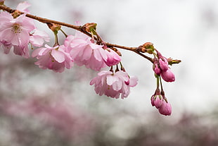 shallow focus photography of cherry blossom HD wallpaper