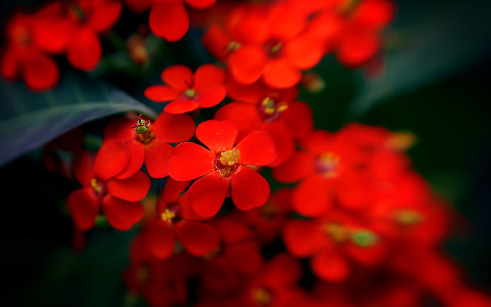 red flowers photography HD wallpaper