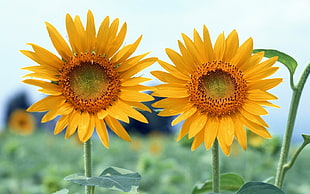 two sunflowers, sunflowers, depth of field, flowers, plants