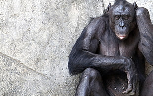 Chimpanzee sitting on the rock HD wallpaper