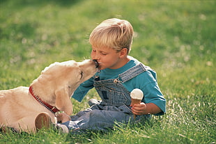 boy in blue denim dungaree kissing yellow Labrador Retriever puppy at daytime
