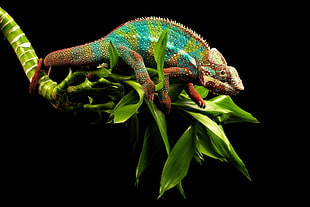 multicolored Chameleon HD wallpaper