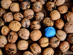 brown and blue nuts HD wallpaper