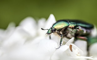 micro photography of Jewel beetle on white petaled flower HD wallpaper