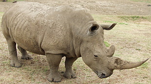 grey Rhinoceros standing on brown soils HD wallpaper