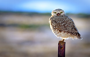 white and gray owl on black wooden stick HD wallpaper