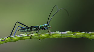 longhorn jewel beetle on green stem closeup photography