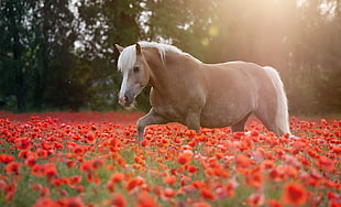 brown horse, animals, horse, flowers, field