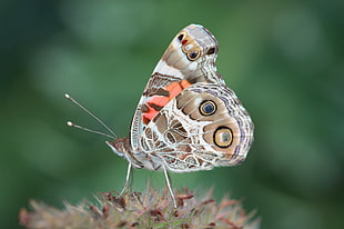 focus photography of brown and white butterfly, american painted lady
