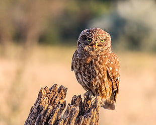 brown Owl during daytime HD wallpaper