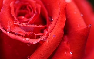 macro photo of red rose with water dropless