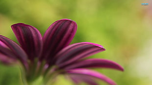 shallow focus photography of purple flower, flowers, purple flowers