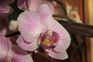 purple moth orchid flower in closeup photography