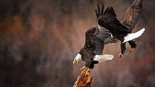 two bald eagles, animals, birds, eagle, bald eagle HD wallpaper