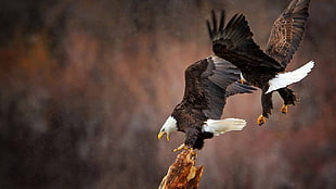 two bald eagles, animals, birds, eagle, bald eagle