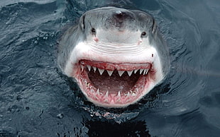 gray shark photography HD wallpaper