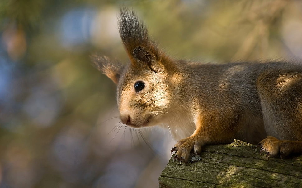 Chipmunk on tree HD wallpaper