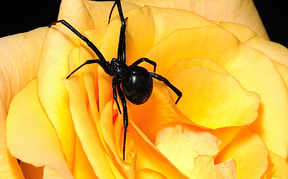 black spider on yellow rose flower HD wallpaper