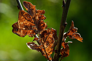 brown leaf HD wallpaper
