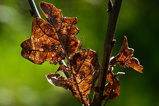 brown leaf