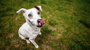 short-coated white dog, dog, Jack Russell Terrier HD wallpaper