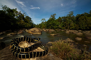 black striped snake, animals, nature, snake, reptiles HD wallpaper