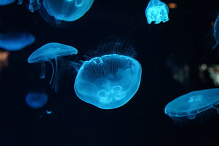 luminescent jellyfish lot