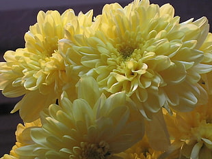 closeup photo of yellow Dahlia