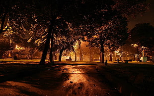 landscape photography of park during night time HD wallpaper