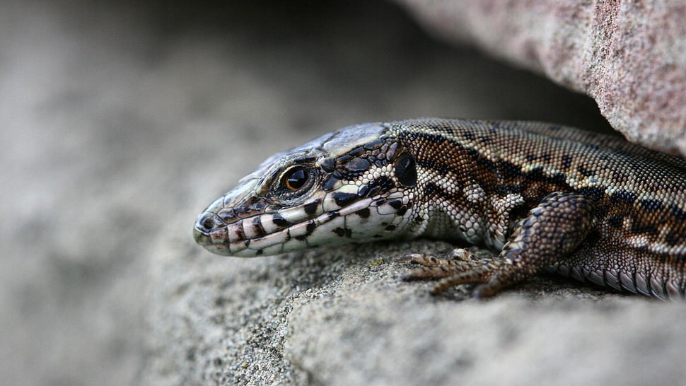 gray lizard on stone HD wallpaper