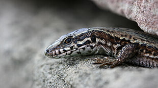 gray lizard on stone