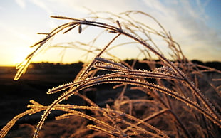 white grass closeup golden hour photography