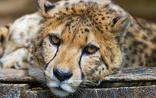 tilt shift photo of cheetah