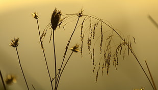 brown grain in macro photography