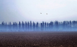 view of fog and trees