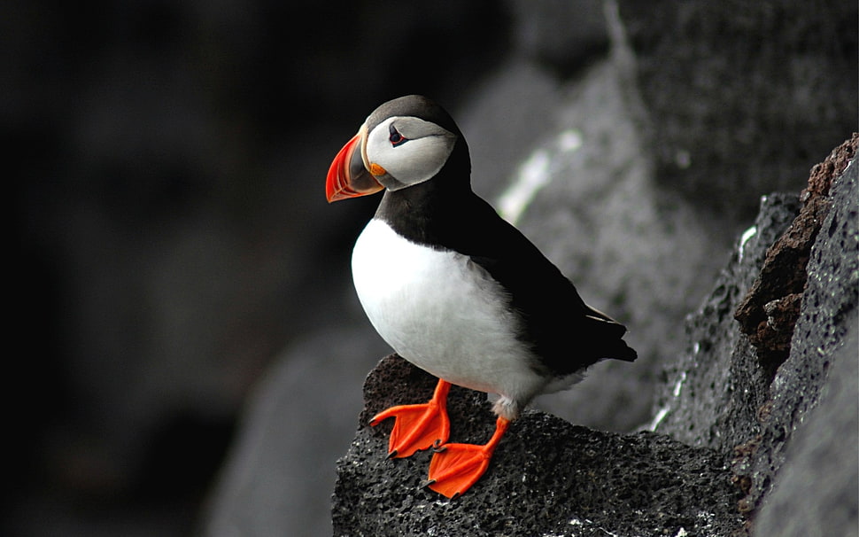 selective photography of Atlantic Puffin HD wallpaper