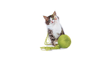 white and black cat with green yarn HD wallpaper